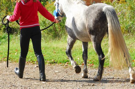 klapphingst betäcka